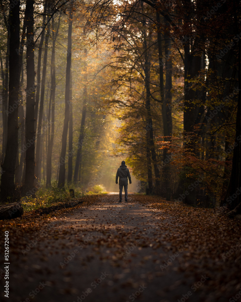 walk in the woods during sunrise walk in the woods during sunrise