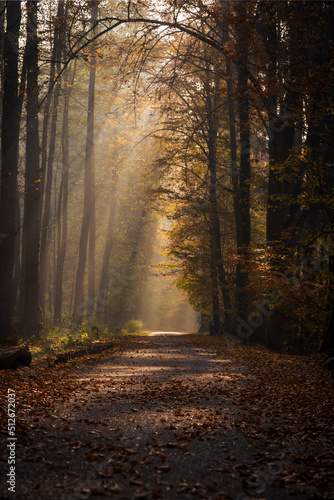 morning in the woods © Martin Moutayrek ©