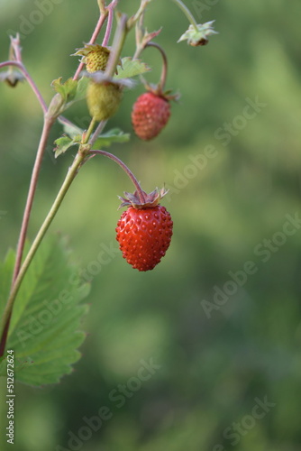 Fragaria vesca. Wild strawberry plant with green leafs and ripe red fruit