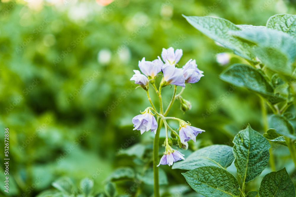 Blooming potato bush in the garden. Flowers of potato in the backyard close up. Homegrown potato blossom. Flowering potato plant Blooming potato bush in the garden. Flowers of potato in the backyard close up. Homegrown potato blossom. Flowering potato plant