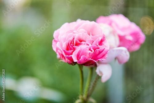 Pink roses bush in the garden. Flowers of roses in the backyard close up. 