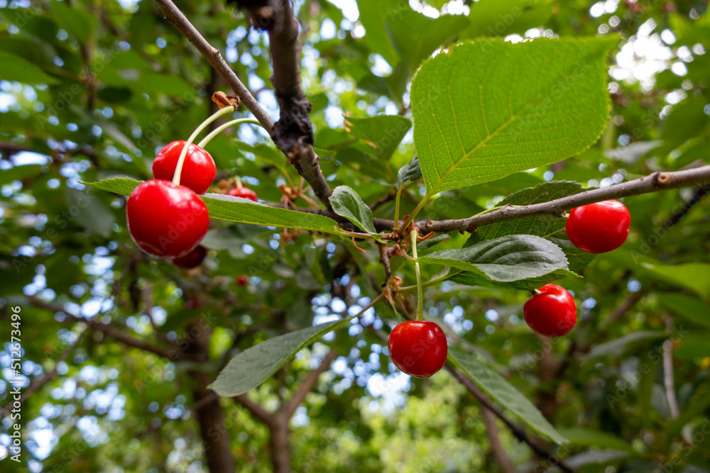 red berries of a cherry tree in the garden, green leaves 