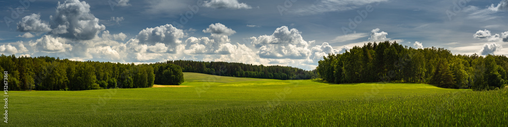 green hilly field with forest belts under a blue cloudy sky. summer agricultural landscape. widescreen panoramic view green hilly field with forest belts under a blue cloudy sky. summer agricultural landscape. widescreen panoramic view