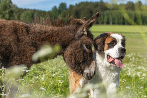 Fotografía Animal friends: Portrait of a saint bernard dog and a donkey sniffing at each ot