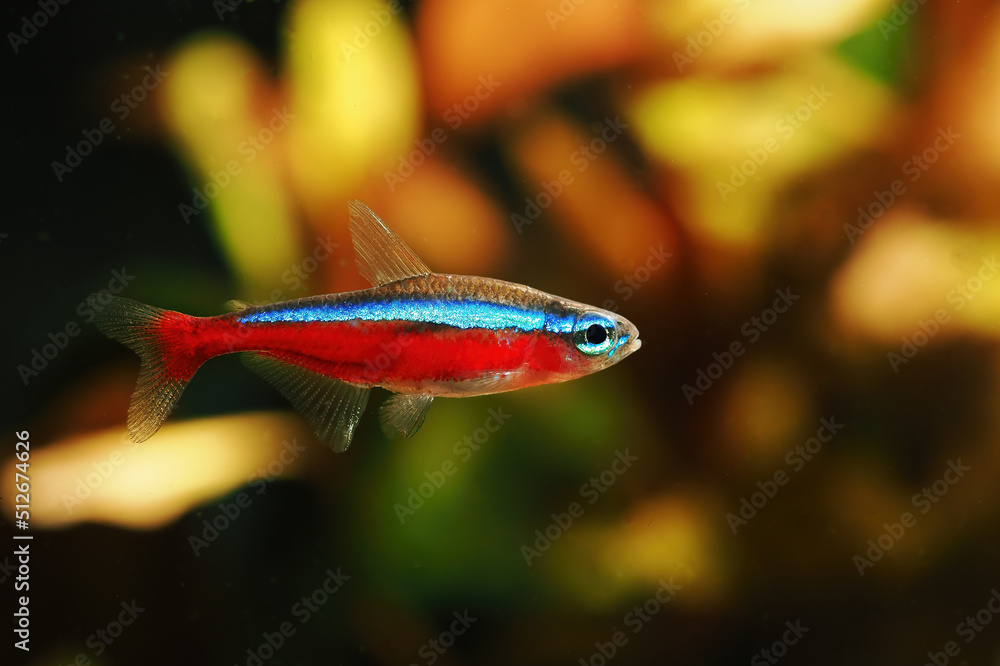 Obraz premium Neon red in detail below the surface.