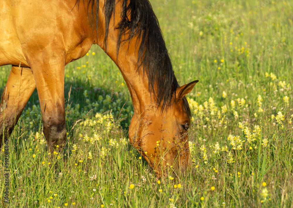 Naklejka premium for horse meal summer meadow flowers