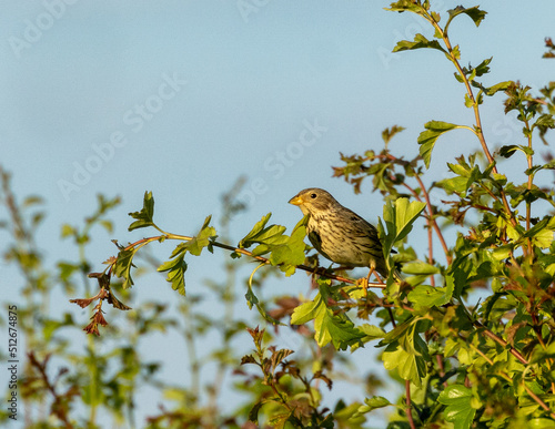 Corn bunting sitting in a hedge at sunset © Robert L Parker