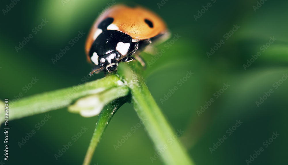 Fototapeta premium ladybug on a leaf