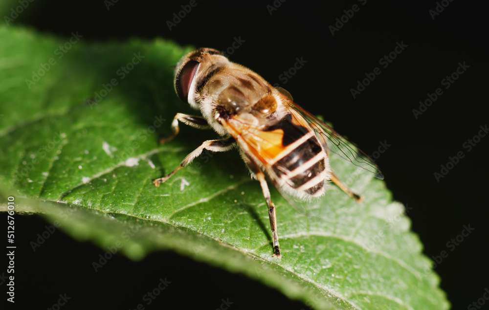 Fototapeta premium Bee on leaf