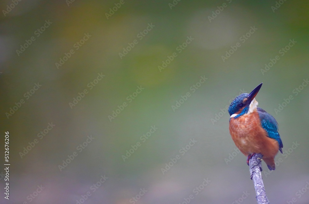 Obraz premium Martin pêcheur