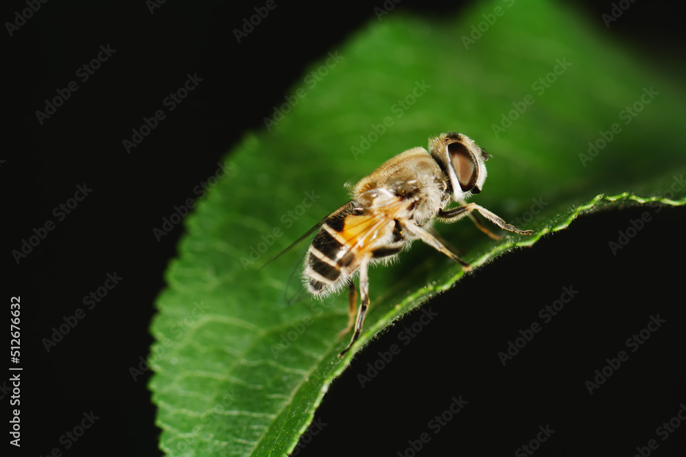 Bee on leaf Bee on leaf