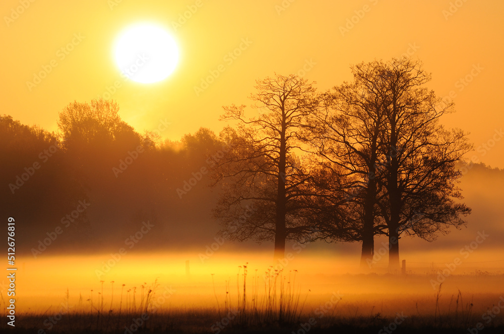Fototapeta premium Foggy sunrise upon a meadow with trees