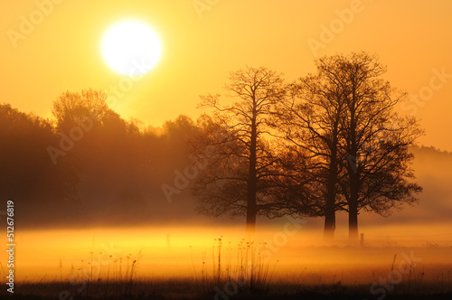 Foggy sunrise upon a meadow with trees