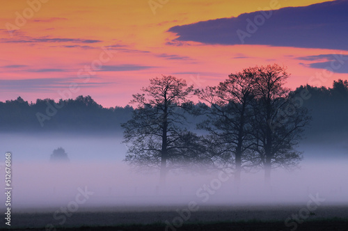 Foggy sunrise upon a meadow