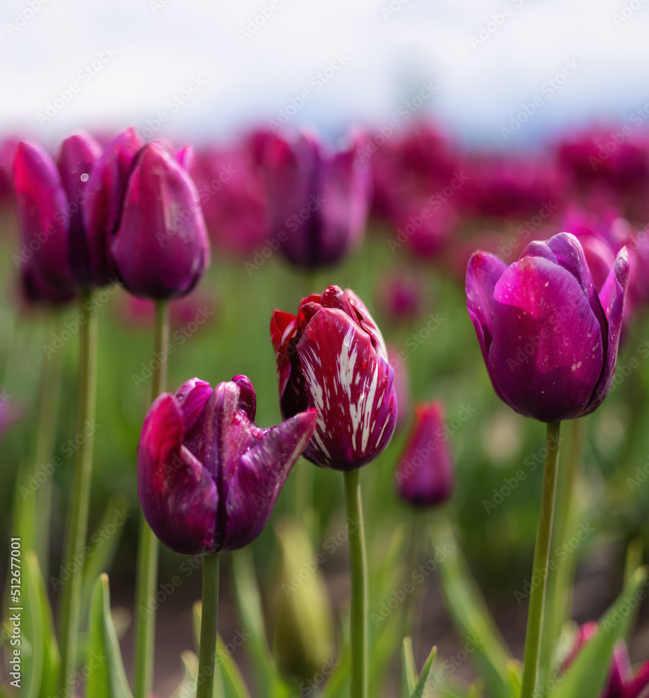 Fototapeta premium Tulip Flower Field. Close Up Nature Background. Spring Season.