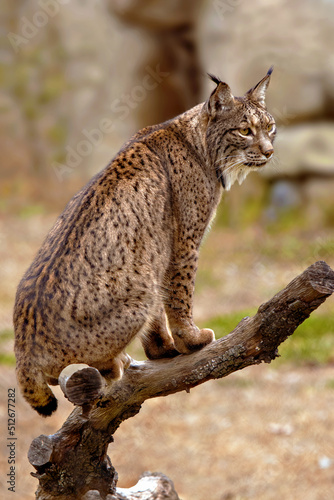 Iberian Lynx (Lynx pardinus) is a Wild Cat Species Endemic to the Iberian Peninsula in southwestern Europe. Wild Animal in Andujar, Spain. Wildlife Scene of Nature in Europe. photo