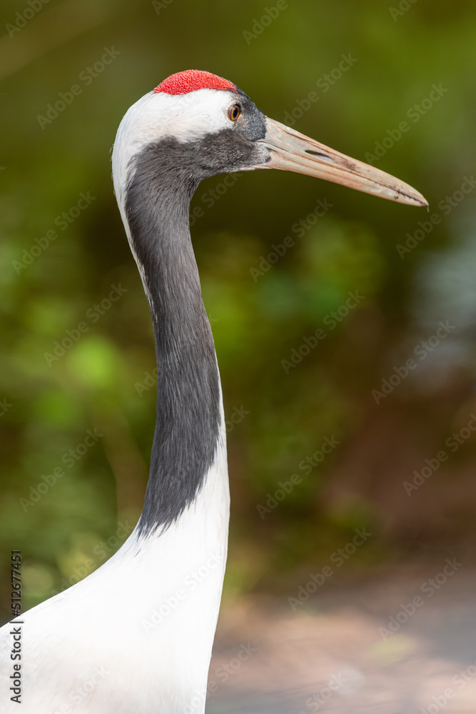 Head shot of a red crowned crane (grus japonensis)