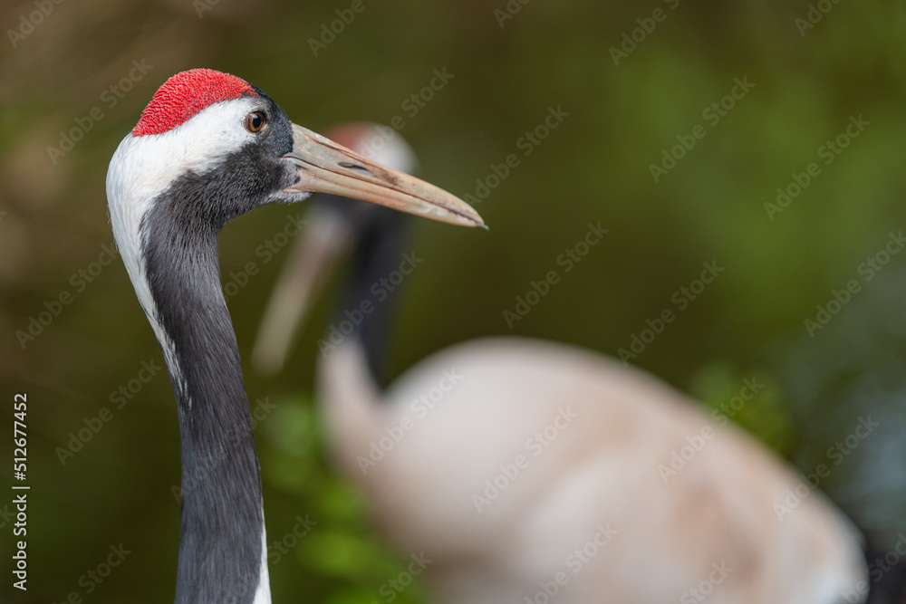 Fototapeta premium Head shot of a red crowned crane (grus japonensis)