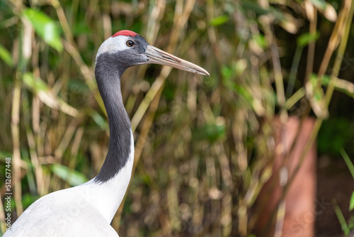 Close up of a red crowned crane (grus japonensis)