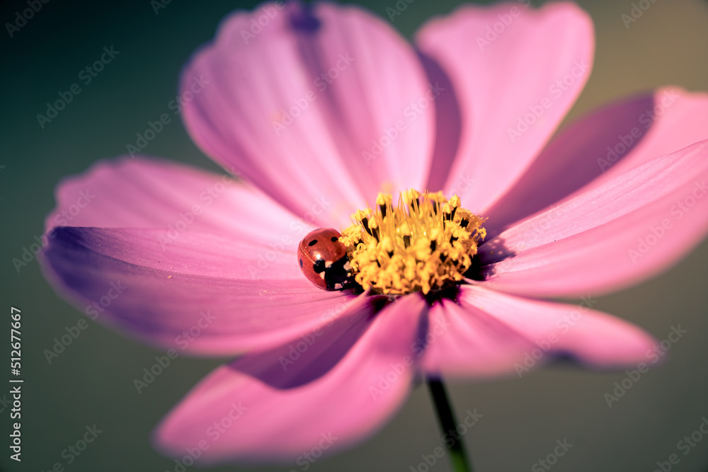 A little lady bug (Cheilomenes sexmaculata) stay on the petal of pink cosmos flower.