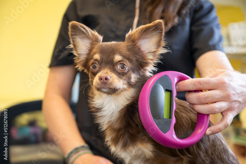 vérification de la puce électronique d'identification d'un chien chihuahua