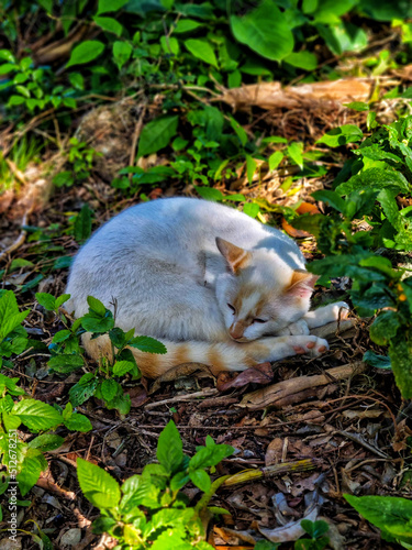 a cat sleeping in the forest