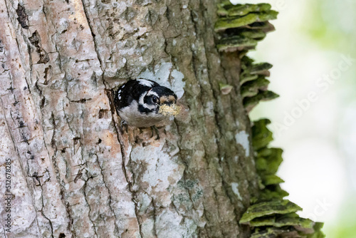 Downy woodpecker nest
