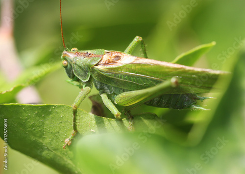 Great green bush-cricket on a leaf