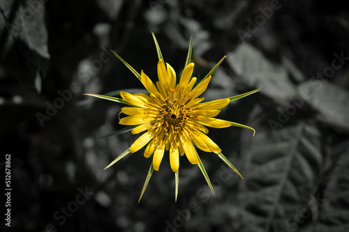 yellow dandelion