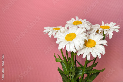 Bouquet of white daisy chamomile flowers on pink background as floral composition. © Dmytro Furman