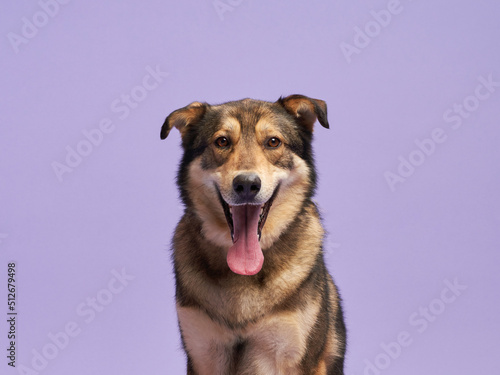 Fototapeta Naklejka Na Ścianę i Meble -  portrait of a beautiful dog lilac background. Mix of breeds. Happy Pet in the studio