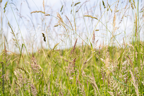 Gräser am Feldrand während eines schönen Sommertags bei strahlendem Sonnenschein und blauem Himmel