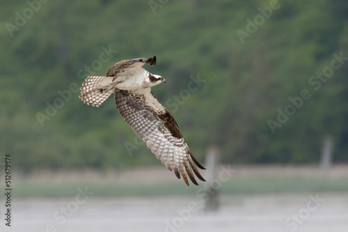  flying osprey bird © Feng Yu