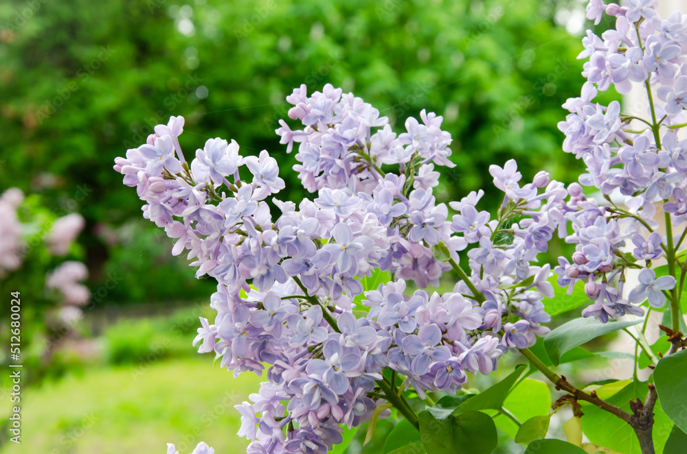 blooming lilacs, beautiful garden with flowering lilac bushes blooming lilacs, beautiful garden with flowering lilac bushes