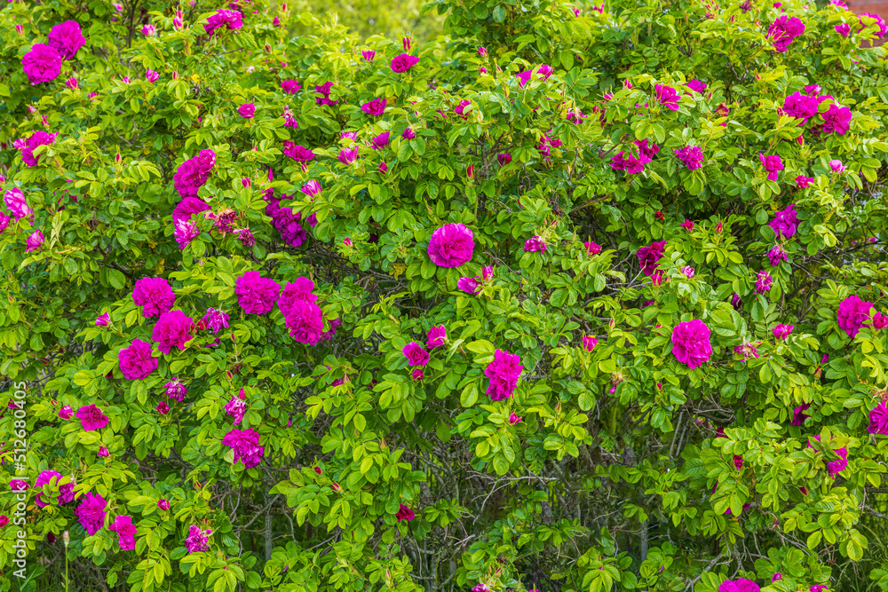Beautiful view of flowers of spray red roses blooming in garden. Sweden. Beautiful view of flowers of spray red roses blooming in garden. Sweden.