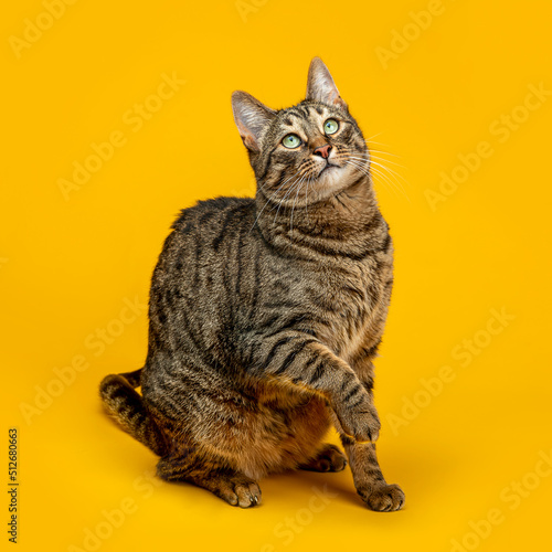 Fototapeta Naklejka Na Ścianę i Meble -  Cute tabby cat on a yellow background