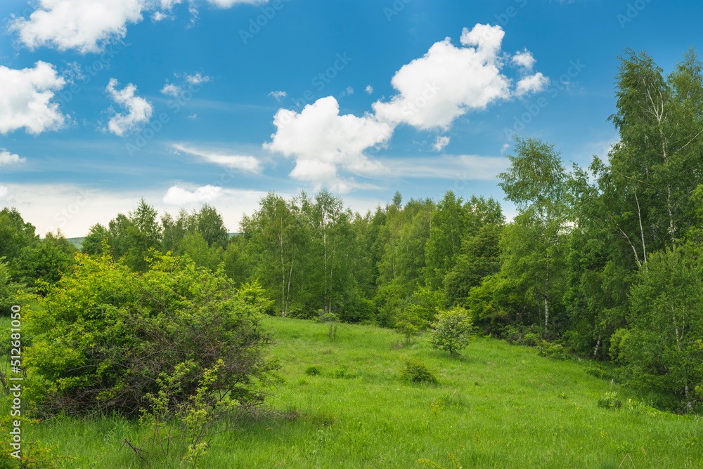Beautiful mountain meadow with birch trees and clouds on blue sky in background
