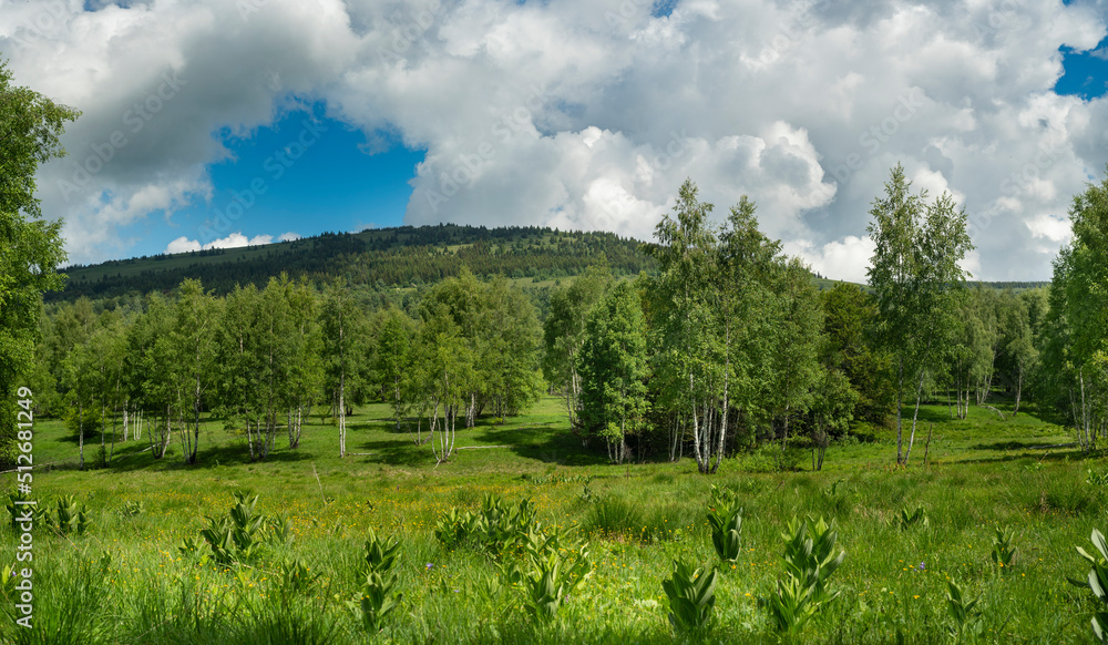 Beautiful mountain meadow with birch trees and clouds on blue sky in background