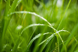 Kropla wody na trawie. Zielone kolory natury