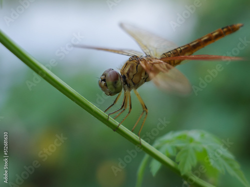 dragonfly on a branch © harto