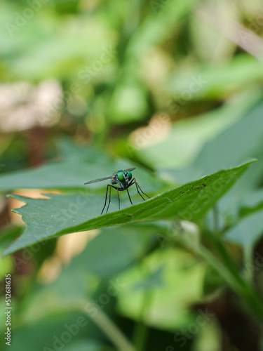 dragonfly on a leaf © harto
