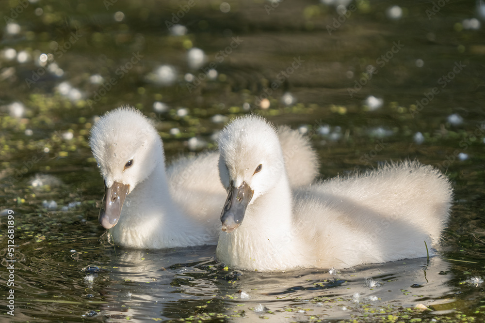baby cygnet mute swan close up in the pond on a sunny day baby cygnet mute swan close up in the pond on a sunny day
