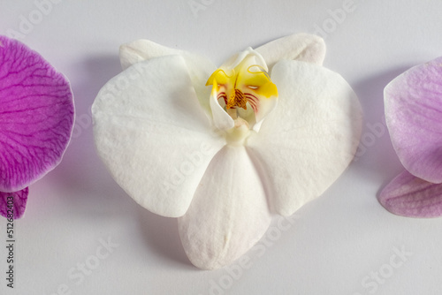 White orchid flower on white background, top view. Art background from phalaenopsis orchid flowers for publication, design, poster, calendar, post, screensaver, wallpaper, card, banner, cover, website