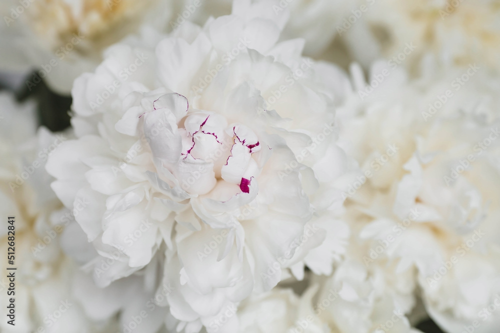 Banner. Natural floral background. Beautiful white peonies. Flowers and buds close-up. Banner. Natural floral background. Beautiful white peonies. Flowers and buds close-up.
