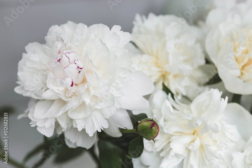 Banner. Natural floral background. Beautiful white peonies. Flowers and buds close-up.