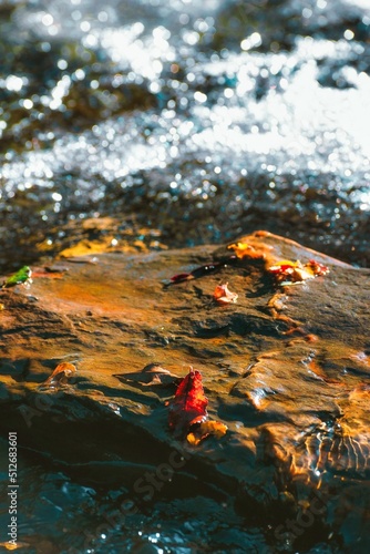 Pequeña hoja de otoño posada en una roca mojada en el río desenfocado.