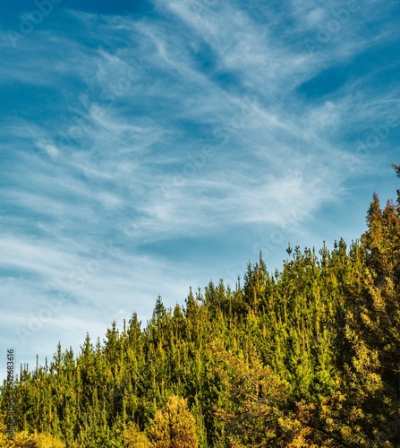 Punta de árboles de pinos o bosque en montaña o pendiente con el cielo y nubes