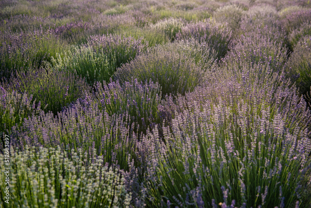 Field of lavender Field of lavender