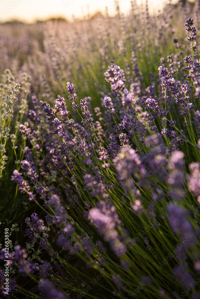 Fototapeta premium Field of lavender