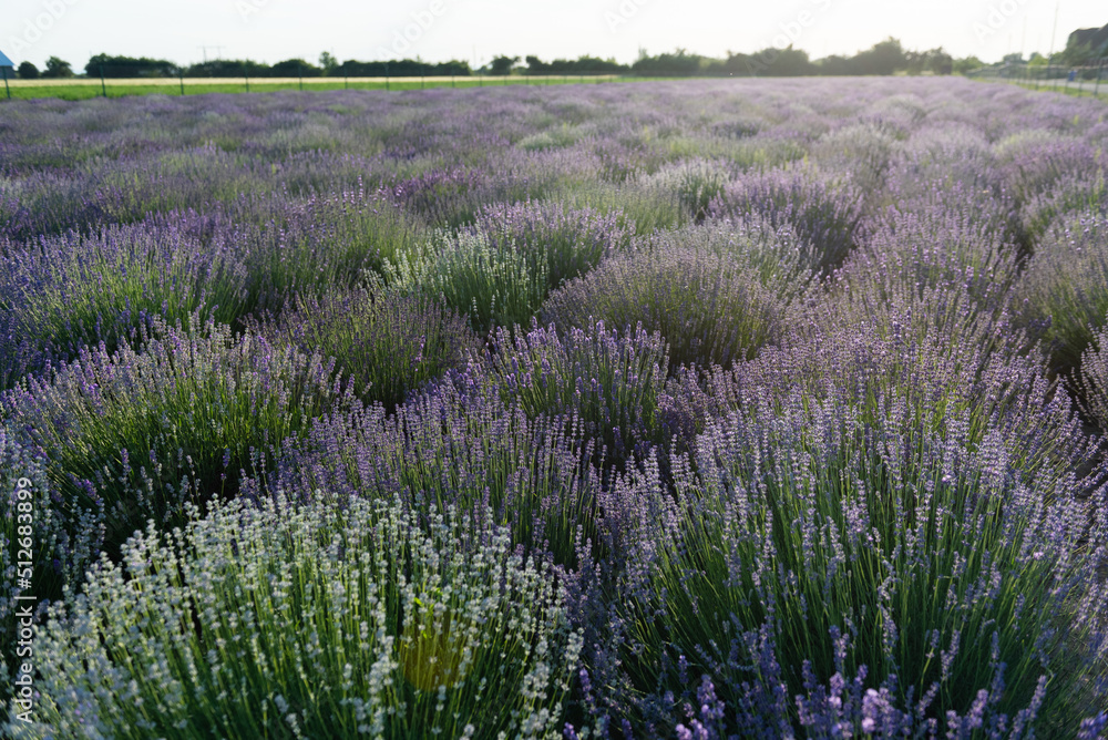 Field of lavender